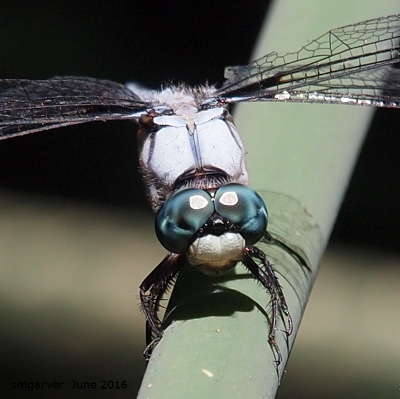 [A close head-on view of the face and upper thorax of a silvery-blue dragonfly with big dark blue eyes, a black nose, and a white mouth. The individual hairs on its legs are visible at this close range.]